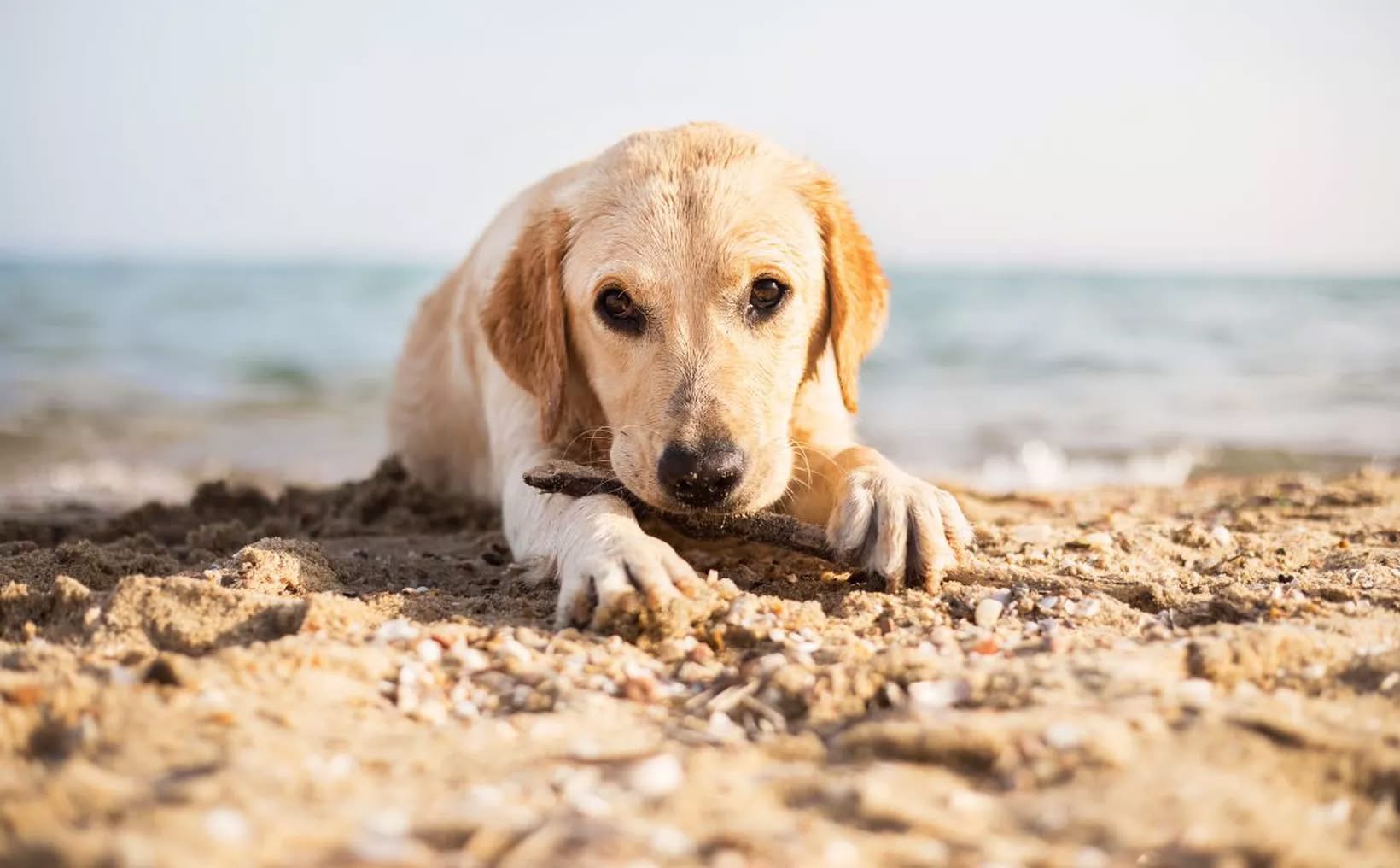 perro en la Playa 72